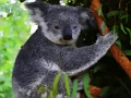 Joc Bonic ós de koala  en línia