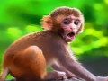 Joc Divertit Baby Monkey  en línia
