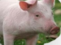 Joc Ratllar i endevinar animals  en línia