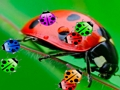 Joc Match Ladybug3  en línia