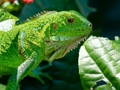 Joc Iguana salvatge  en línia