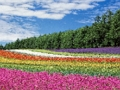 Joc Trencaclosques de jardins de flors de colors  en línia