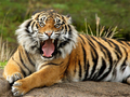Joc Animals Trencaclosques Tigre  en línia