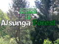 Joc Retorn al bosc d'Alsunga  en línia