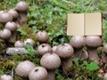 Joc Escape terrestre de bolets Lycoperdon  en línia