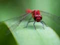 Joc Trencaclosques de Mosca del Drac  en línia
