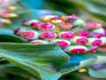 Joc Trencaclosques de plantes d'heura  en línia