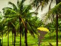 Joc Escapar de Coconut Land  en línia