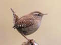Joc Birdlingo en línia