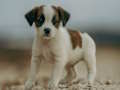 Joc Jack Russell Jigsaw en línia
