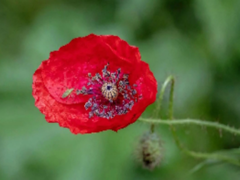 Joc Poppy Nature Flower Jigsaw  en línia