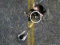 Joc Carretera no morta en línia